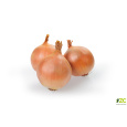 Sazečka - Augusta ozimá 250 g (7-14 mm) /cena bez slev/