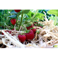 Přírodní mulčovací sláma na zahradu Rosteto 3 kg