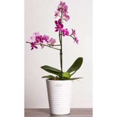 Obal orchidejový 815 White matt 14 cm