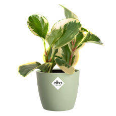 Obal Brussels Classic - sorbet green 9,5 cm