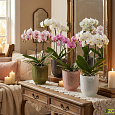 Obal orchidejový 314 Frosted White 15 sklo mat 13 cm / v. 15 cm