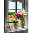 Obal orchidejový 314 Frosted Rose 15 sklo mat 13 cm / v. 15 cm