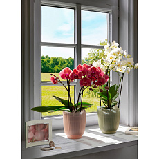 Obal orchidejový 314 Frosted Rose 15 sklo mat 13 cm / v. 15 cm