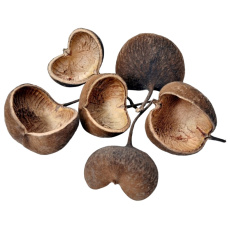 Dekorace - Buddha nut medium natural 8-12 cm 1 ks