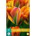 Karta - Tulipán - Orange Marmelade (7 cibulí) "C"