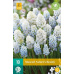 Karta - Modřenec - Muscari Nature´s Beauty (10 cibulí) "C"