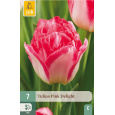 Karta - Tulipán - Pink Delight (7 cibulí) "C+"