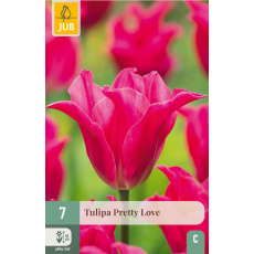 Karta - Tulipán - Pretty Love (7 cibulí) "C+"