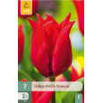 Karta - Tulipán - Pretty Woman (7 cibulí) "C+"