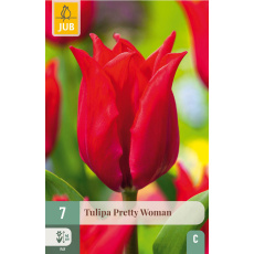 Karta - Tulipán - Pretty Woman (7 cibulí) "C+"