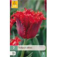 Karta - Tulipán - Calibra (7 cibulí) "C"