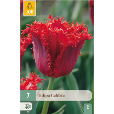 Karta - Tulipán - Calibra (7 cibulí) "C"