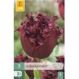 Karta - Tulipán - Labrador (7 cibulí) "C"