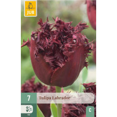 Karta - Tulipán - Labrador (7 cibulí) "C"