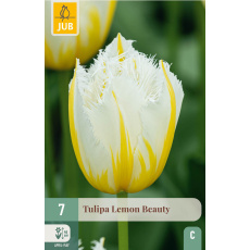 Karta - Tulipán - Lemon Beauty (7 cibulí) "C+"