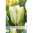 Karta - Tulipán - Green Spirit (7 cibulí) "C+"