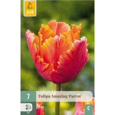 Karta - Tulipán - Amazing Parrot (7 cibulí) "C+"