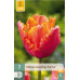 Karta - Tulipán - Amazing Parrot (7 cibulí) "C+"