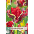 Karta - Tulipán - Seadov Parrot (7 cibulí) "C+"