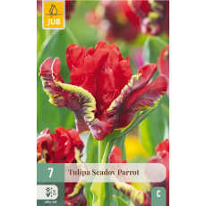 Karta - Tulipán - Seadov Parrot (7 cibulí) "C+"
