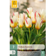 Karta - Tulipán - Floresta (7 cibulí) "C"