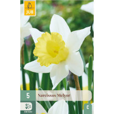 Karta - Narcis - Melyor (5 cibulí) "C"