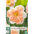 Karta - Narcis - Apricot Whirl (5 cibulí) "C+"