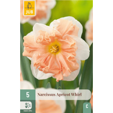 Karta - Narcis - Apricot Whirl (5 cibulí) "C+"