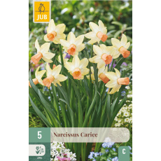 Karta - Narcis - Carice (5 cibulí) "C"