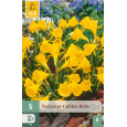 Karta - Narcis - Golden Bells (5 cibulí) "A"