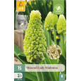 Karta - Modřenec - Muscari Lady Madonna (15 cibulí) "B"