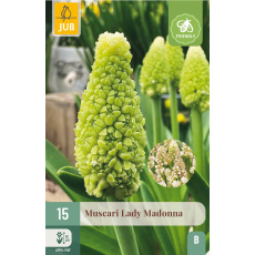 Karta - Modřenec - Muscari Lady Madonna (15 cibulí) "B"
