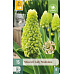 Karta - Modřenec - Muscari Lady Madonna (15 cibulí) "B"