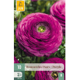Karta - Pryskyřník - Ranunculus Purple (10 cibulí) "B"
