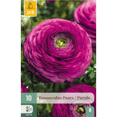 Karta - Pryskyřník - Ranunculus Purple (10 cibulí) "B"