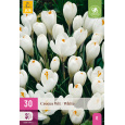 Karta XXL - Krokus - White ( 30 cibulí ) "E"