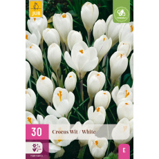 Karta XXL - Krokus - White ( 30 cibulí ) "E"