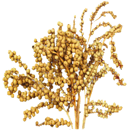 Dekorace - Canella cobs přírodní 250 g
