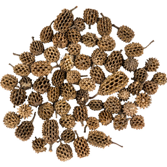 Dekorace - Casurina 250 g