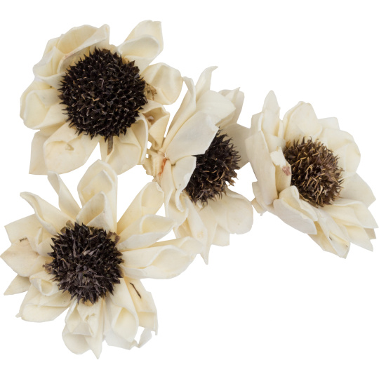 Dekorace - Sola Folded Star Daisy 6 cm - 50 ks