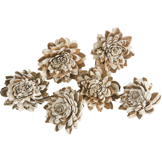 Dekorace - Sola Multi Zinnia 4 cm - 50 ks