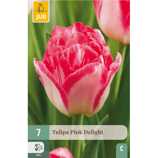 Karta - Tulipán - Pink Delight (7 cibulí) "C+"