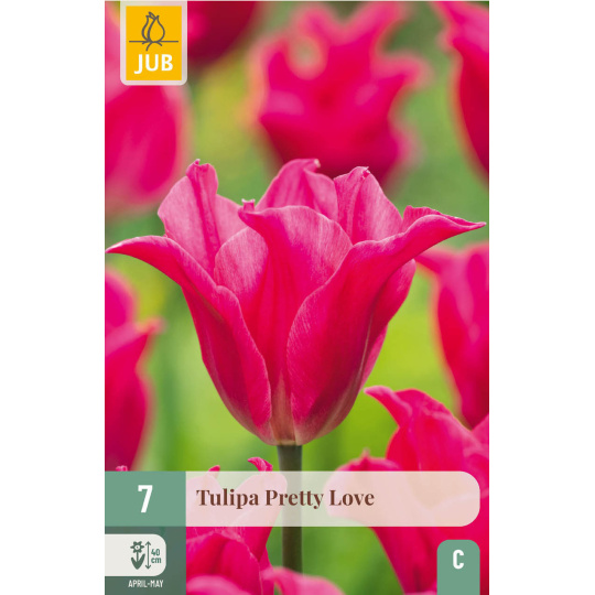 Karta - Tulipán - Pretty Love (7 cibulí) "C+"