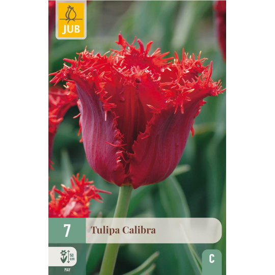Karta - Tulipán - Calibra (7 cibulí) "C"
