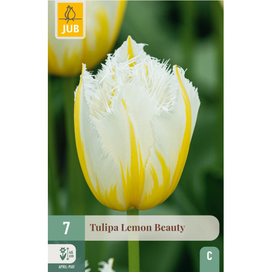 Karta - Tulipán - Lemon Beauty (7 cibulí) "C+"