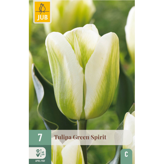 Karta - Tulipán - Green Spirit (7 cibulí) "C+"