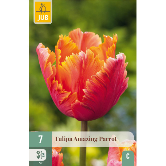Karta - Tulipán - Amazing Parrot (7 cibulí) "C+"