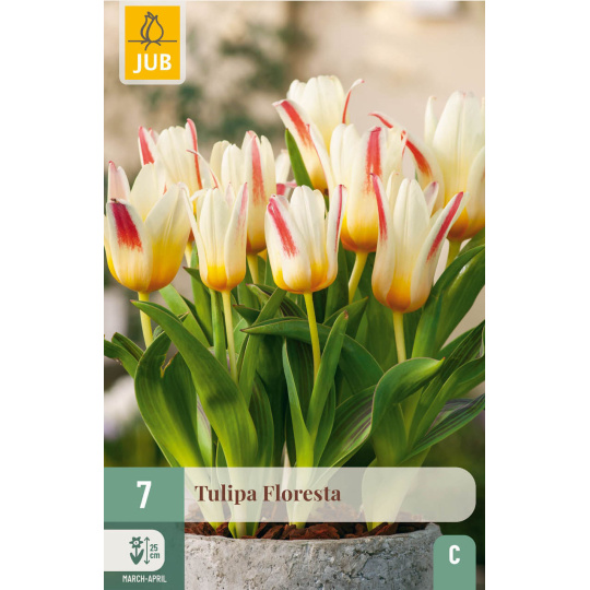 Karta - Tulipán - Floresta (7 cibulí) "C"