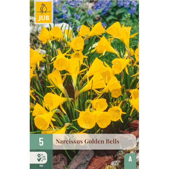 Karta - Narcis - Golden Bells (5 cibulí) "A"