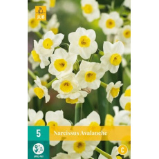 Karta - Narcis - Avalanche (5 cibulí) "C" Karta - Narcis - Avalanche (5 cibulí) "C"